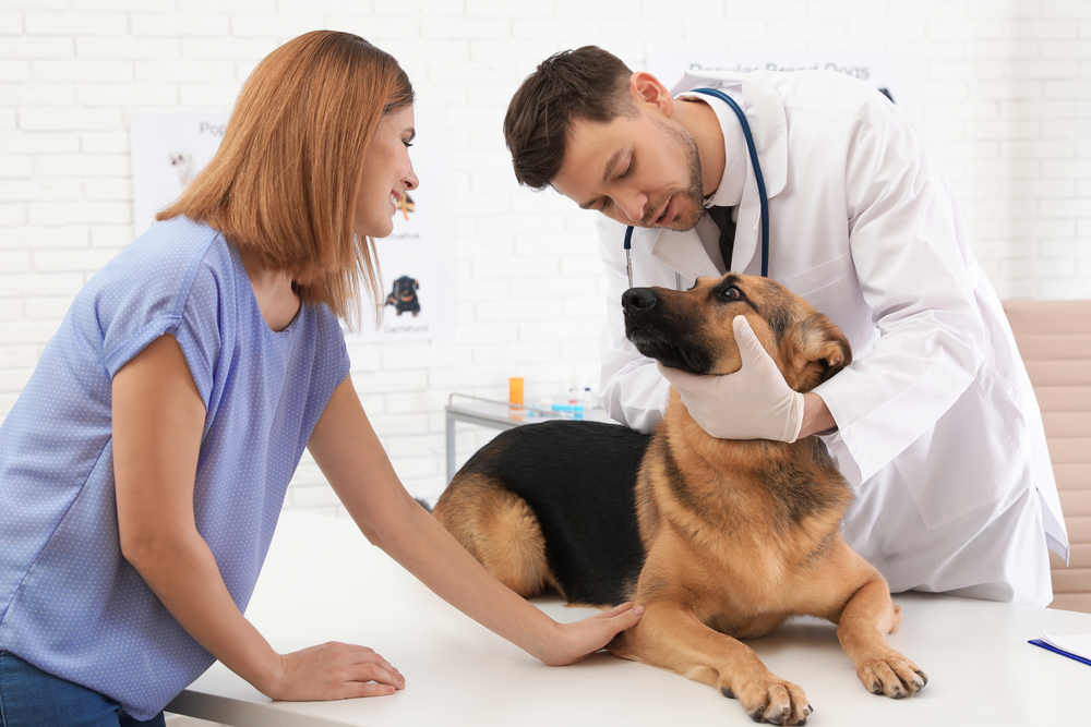 A veterinarian administering treatment to a pet while the pet owner observes.