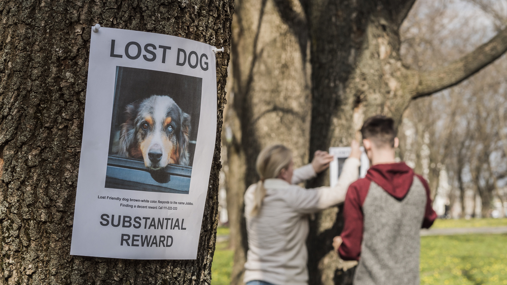 A man and a woman are looking for a missing pet, putting up posters.