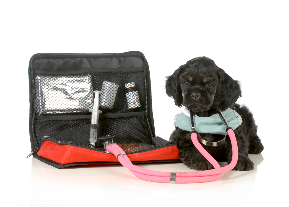 An open pet first aid kit