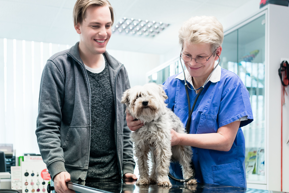 A vet examining an elderly pet, illustrating the importance of regular veterinary check-ups for senior pets.