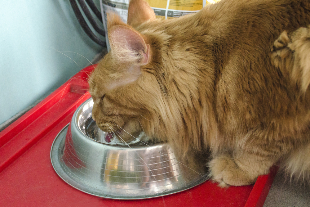 A pet drinking water from a bowl