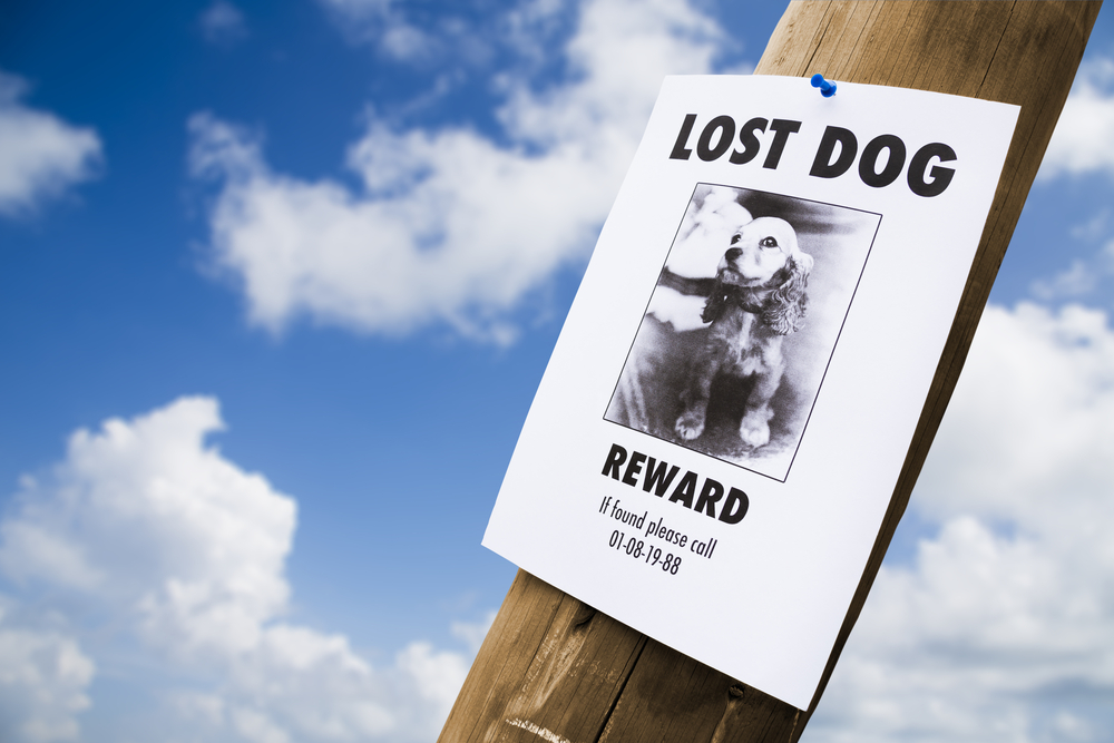lost puppy poster on a lightpost