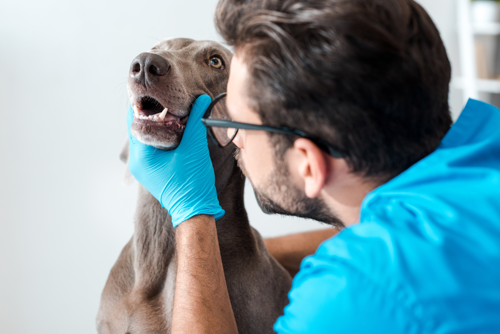 veterinarian conducting a dental check-up on a dog