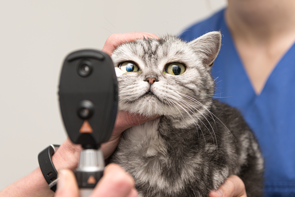 A pet comfortably undergoing an eye examination, with the veterinarian gently examining its eyes using special equipment.