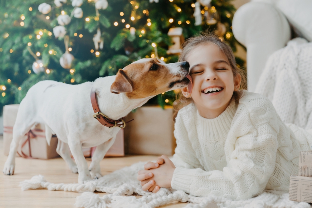 Horizontal shot of glad funny girl receives kiss from jack russell terrier dog dressed in winter knitted sweater, enjoys New Year or Christmas tree has toothy smile. Children, pets, love, relationship