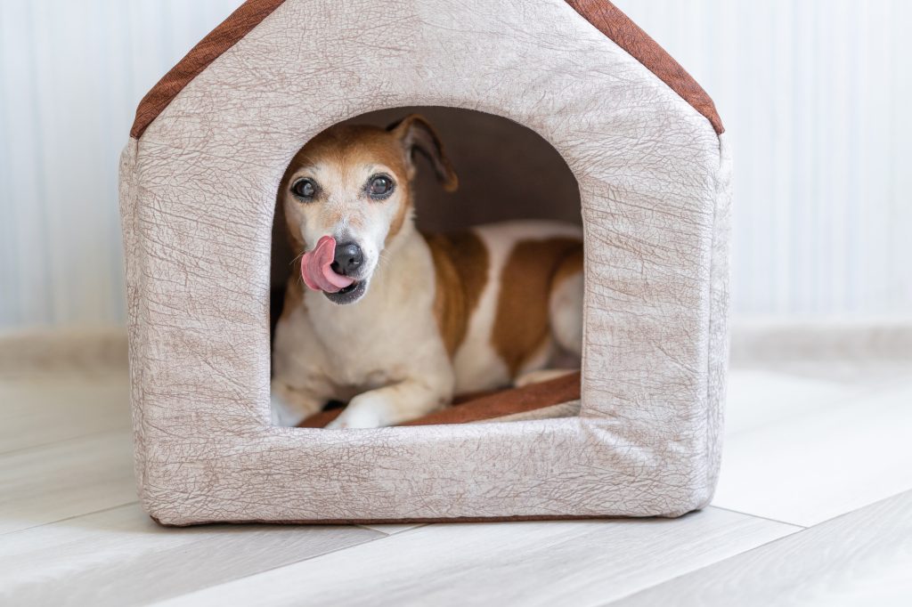 A photo showing a calm and comfortable pet-friendly home