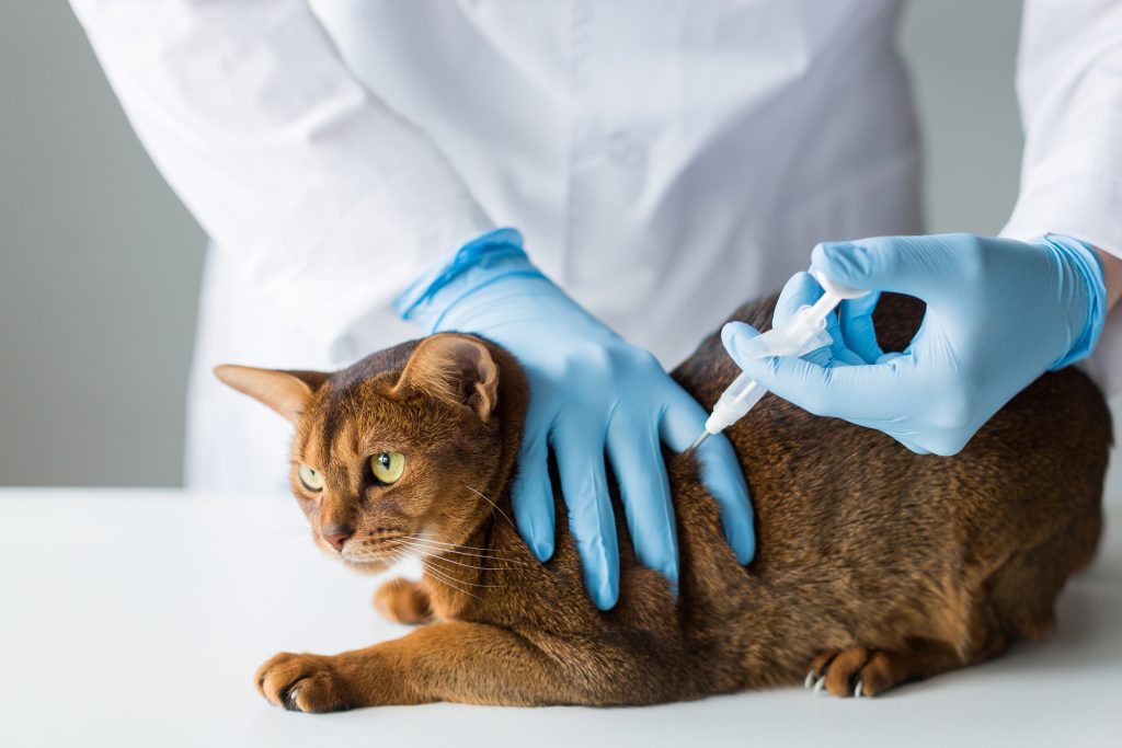 A vet microchipping a pet, showcasing the simplicity of the procedure.