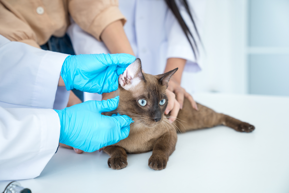 Examining pet in clinics concept. The vet is checking the cat's health. Veterinarian doctor is making a check up of a cat.