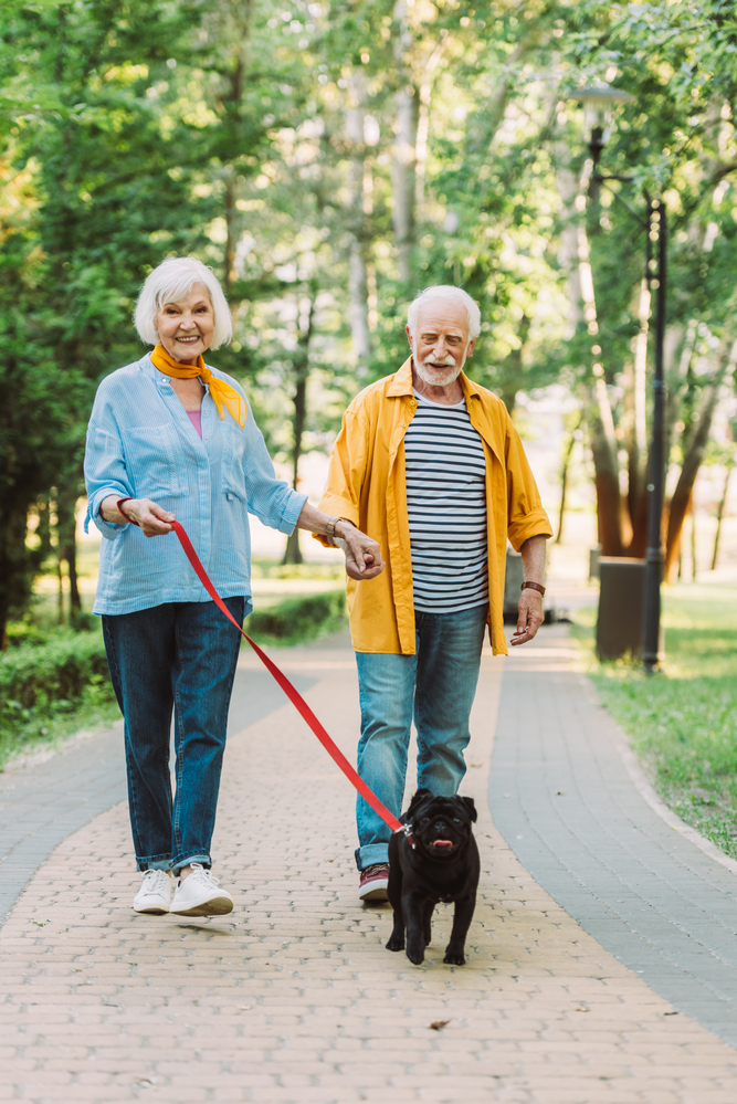Smiling elderly couple walking pug dog