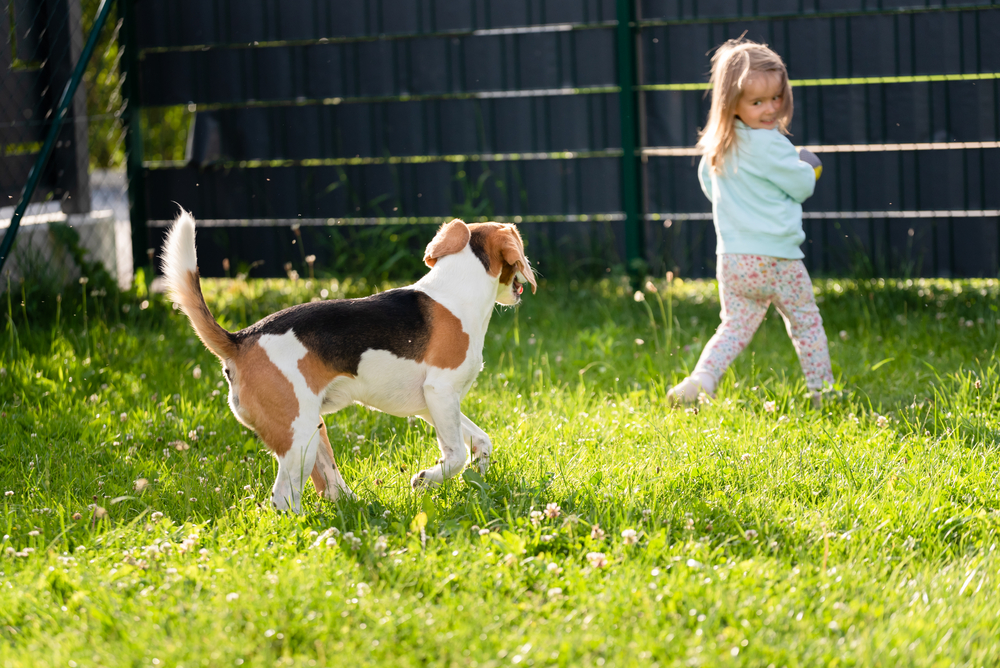 Young 2-3 years old caucasian baby girl playing with beagle dog in garden. Dog chasing a girl with a toy on grass in summer day