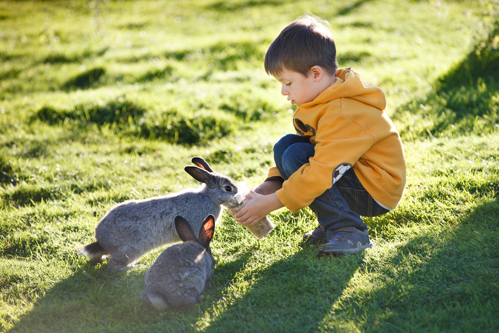 Little boy feeding two rabbits