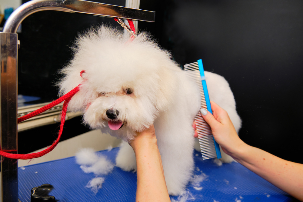 A dog being groomed by a professional.