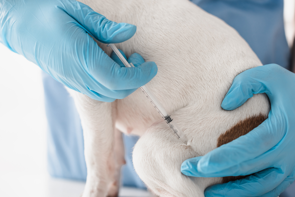 A vet administering a vaccine to a pet.