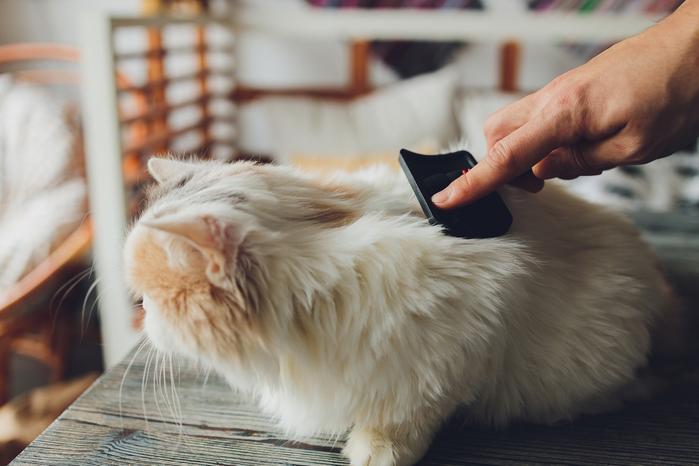 A professional groomer brushing a long-haired cat.