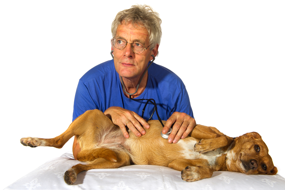 A veterinarian conducting additional health screenings on an elderly pet