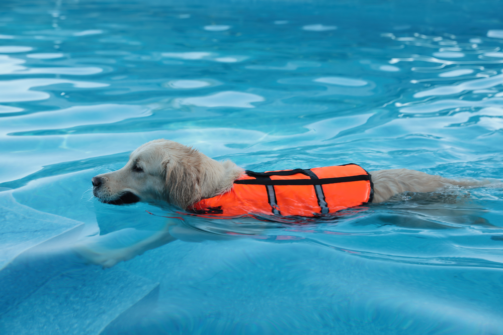a dog wearing a life vest while swimming
