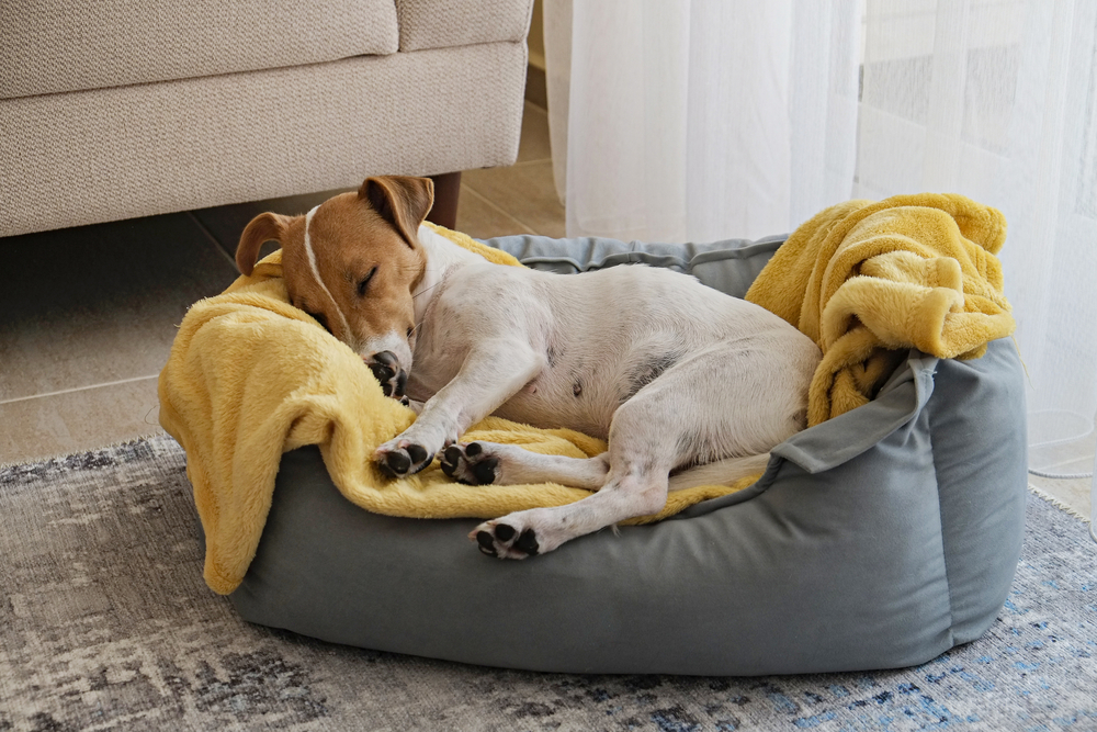 Cute sleepy Jack Russel terrier puppy with big ears resting on a bed