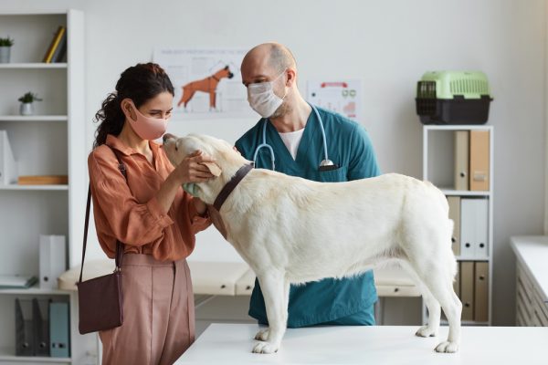 A pet owner seeking veterinary advice for their pet's health.