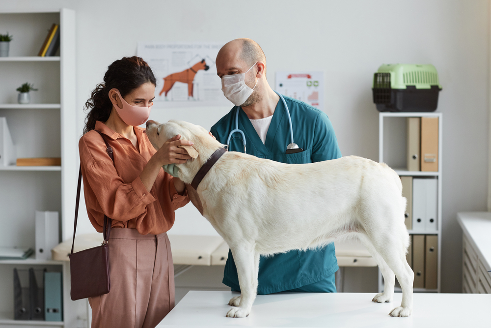 An image of a pet owner consulting with a veterinarian.
