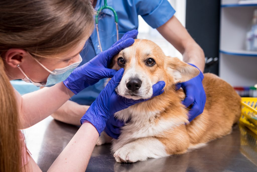A vet examining a dog