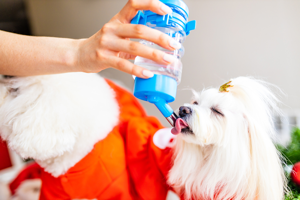 Thirsty dog drinking water from the drinker bottle