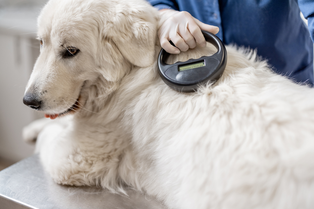 Veterinarian checking microchip implant under sheepdog dog