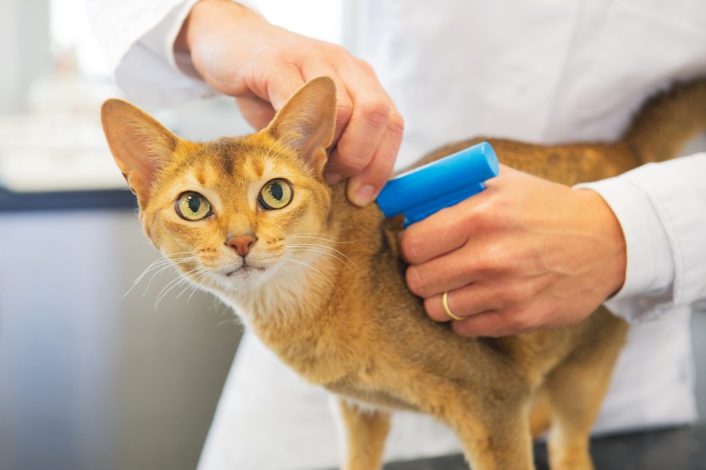 A veterinarian implanting a microchip into a pet