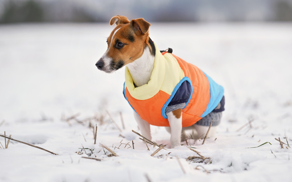 A dog wearing a warm coat playing in the snow.