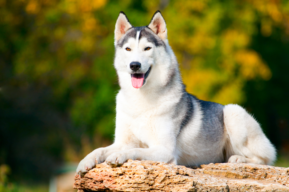 Adorable siberian husky dog outdoors