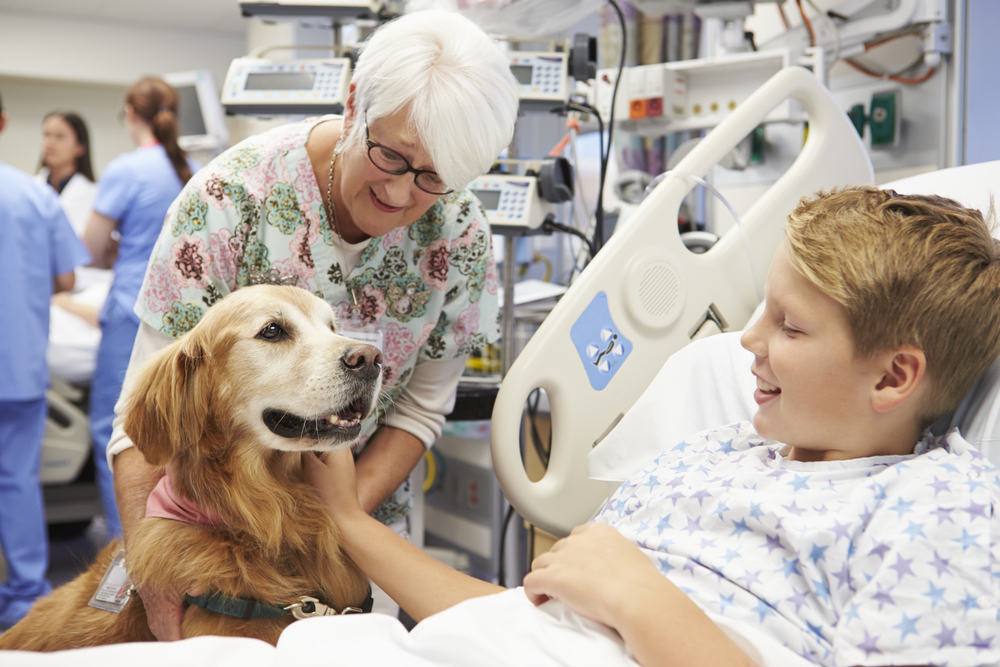 A therapy dog and his handler interacting with patients in a hospital setting.