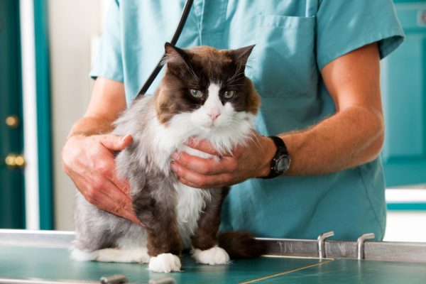 A veterinarian examining a well-behaved pet.
