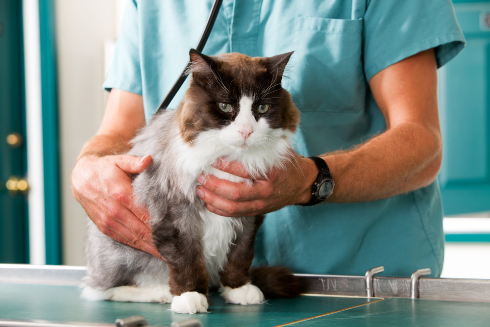 A vet conducting a check-up on a pet