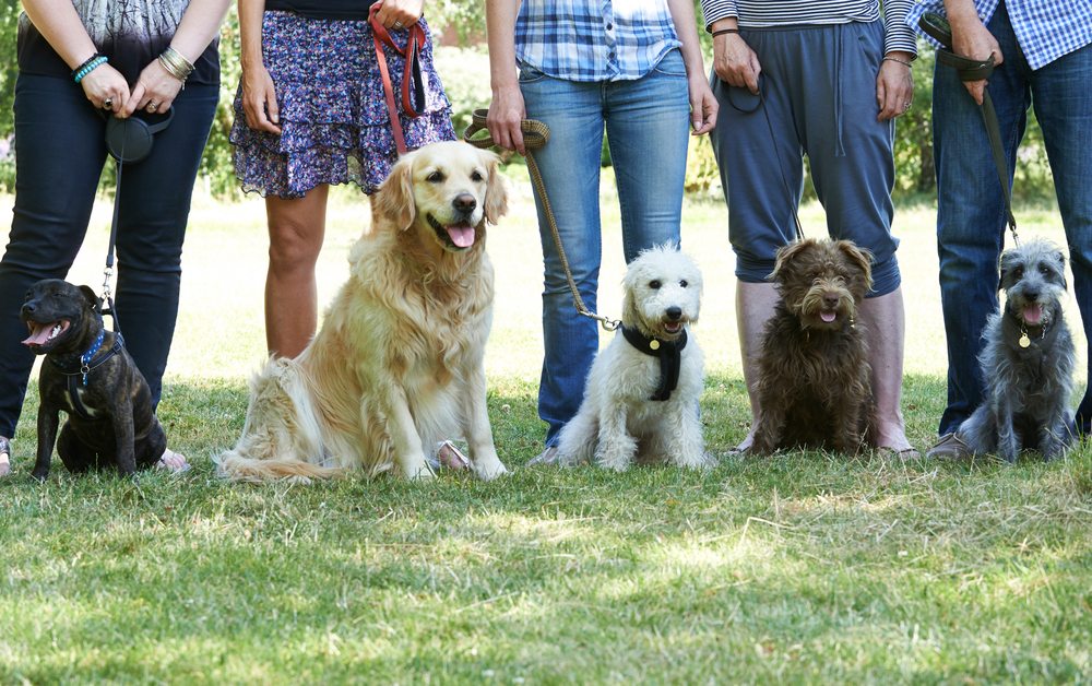 A group of pet owners socialising at a dog park, showcasing the social benefits of pet ownership.