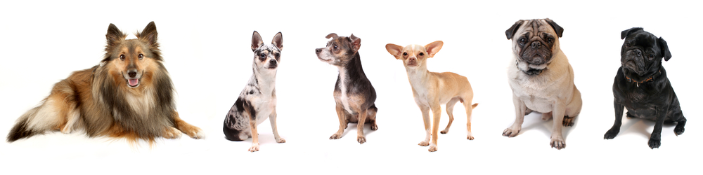 A comprehensive image showing various small dog breeds that are suitable for apartment living.
