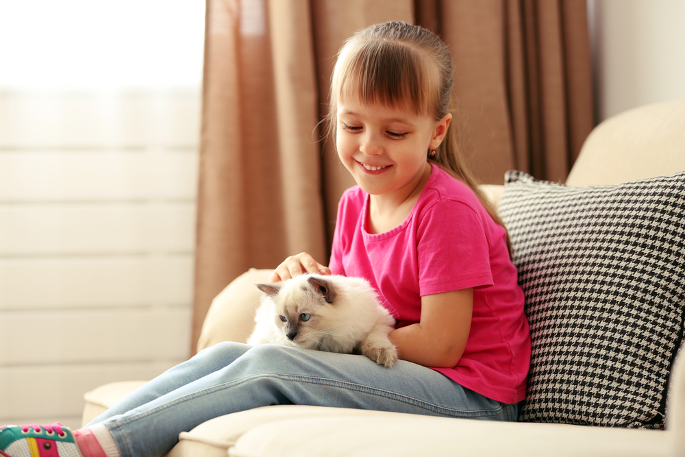 Girl playing with kitten on sofa