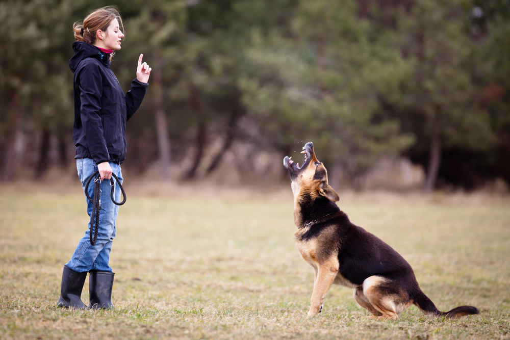 A pet owner giving clear commands to their pet.
