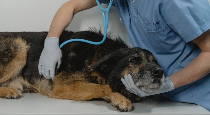 An elderly dog during a veterinary check-up