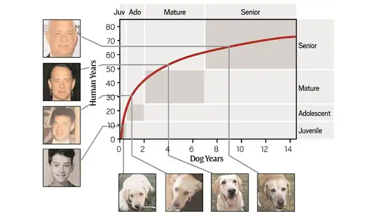 A chart visualising the ageing process in common pets and corresponding human years
