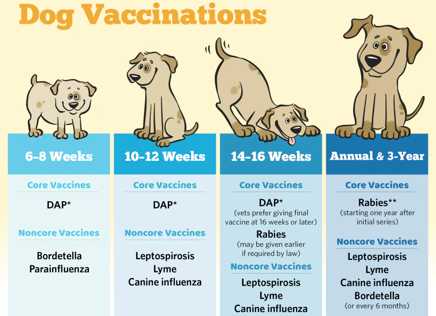A chart showing recommended vaccination schedules for dogs