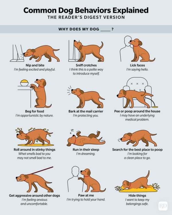 Normal dog behaviour chart