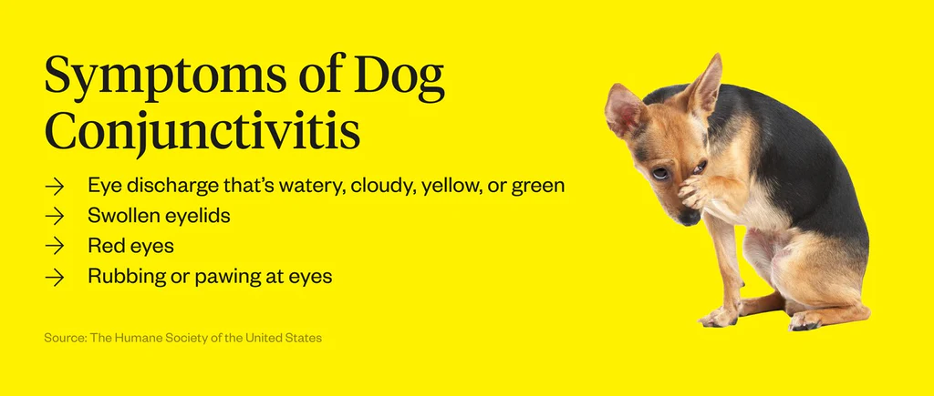 symptoms of Conjunctivitis in dogs