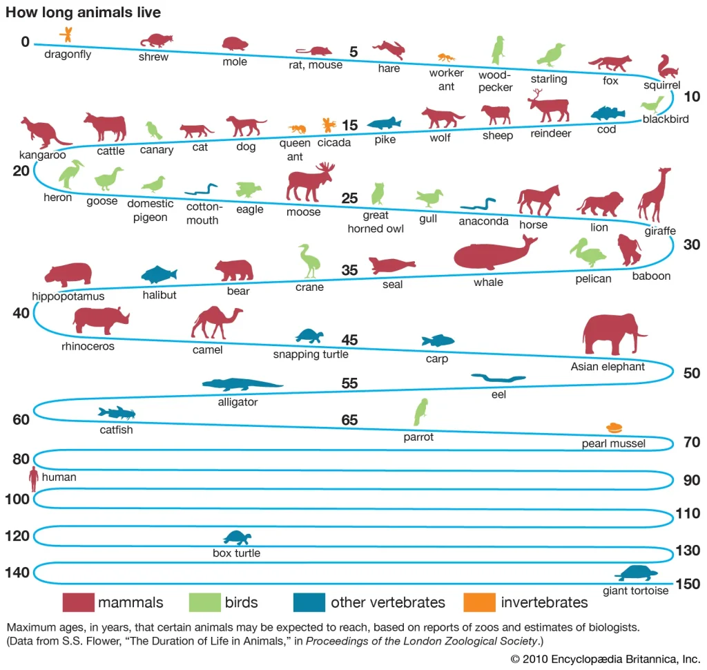 Lifetime of animals including exotic pets compared