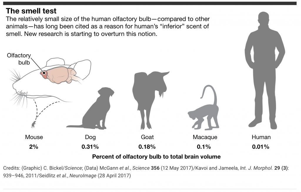sensory perception differences between humans and pets