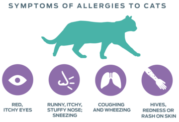 Chart displaying common symptoms of cat allergies