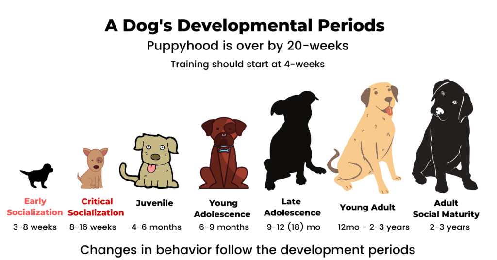 change in behaviour of a dog with age