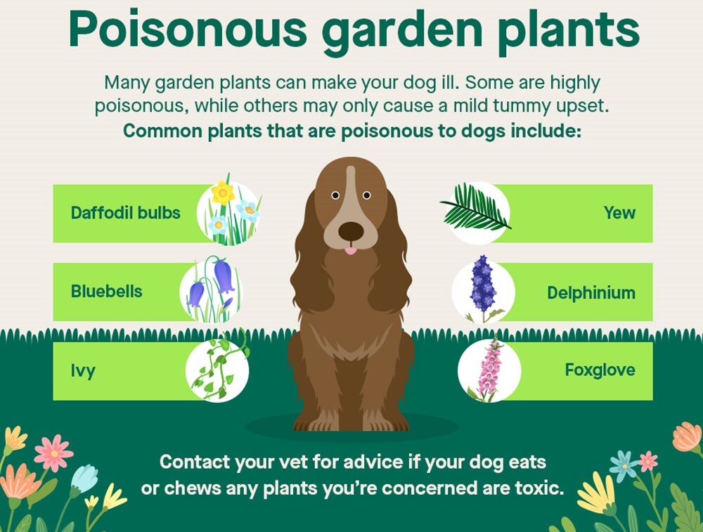 common garden dangers for pets