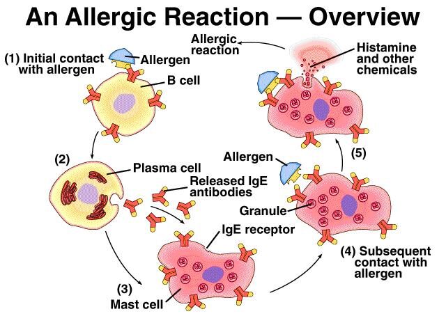 biological process of pet allergies