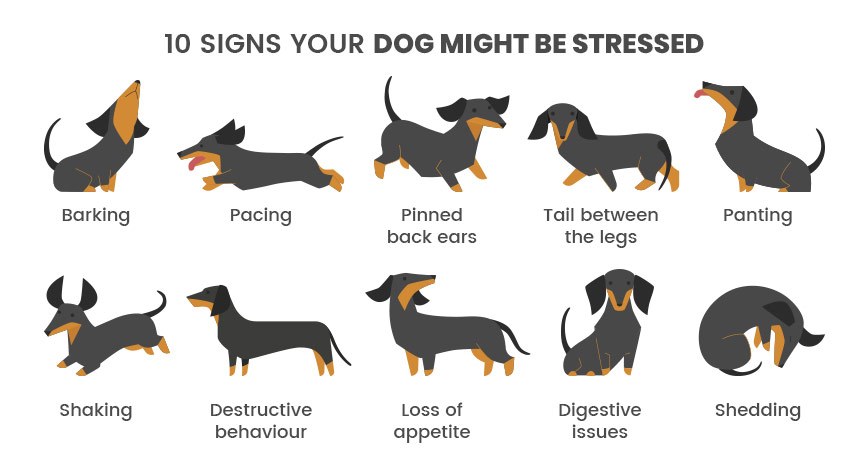 typical behaviours of stressed pets.