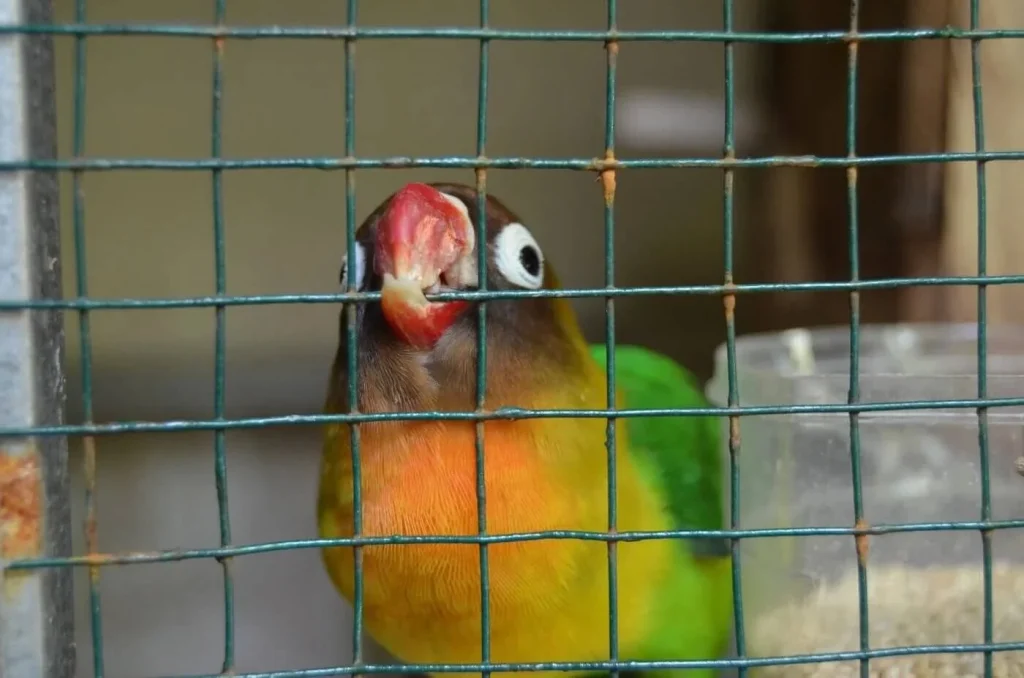 Bird biting Cage