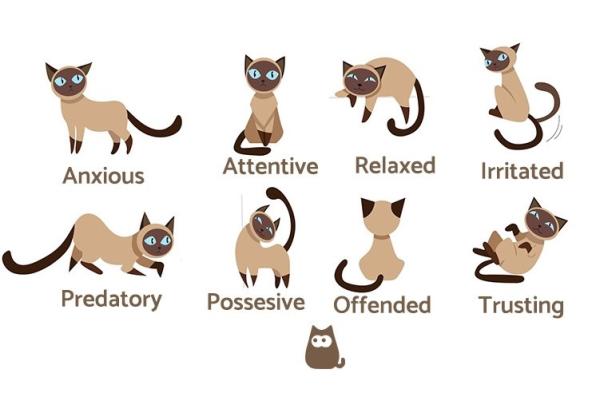 various cat postures